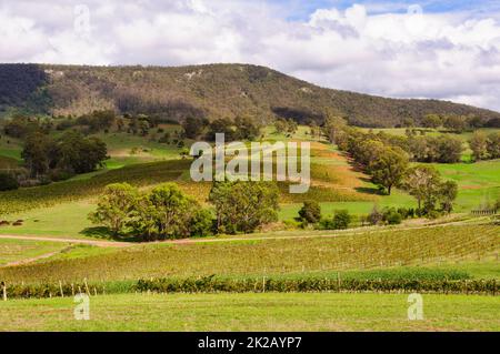 Sanfte Hügel und Weinberge - Mount View Stockfoto