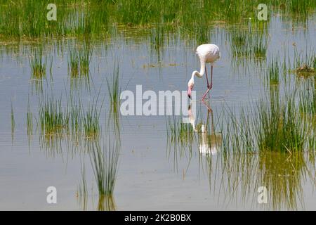 Großer Flamingo, Phoenicopterus roseus, Nahrungssuche in flachem Wasser. Stockfoto