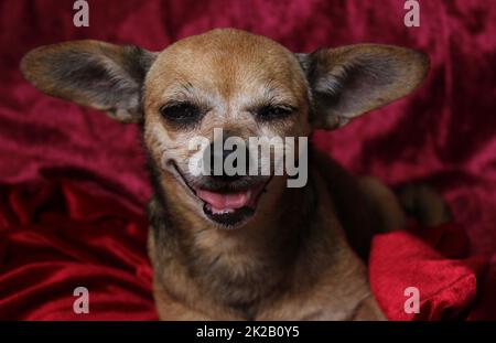 Kleiner Chihuahua-Hund auf roter Samtdecke Stockfoto