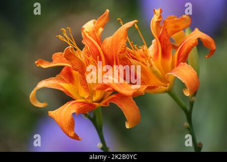 Orange Tageslily - Hemerocallis fulva - mit lila blühenden Artischocken im Hintergrund Stockfoto