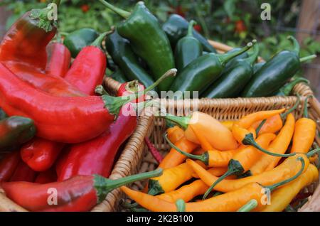 Poblano Peppers mit asiatischen roten und gelben Chilischoten Stockfoto