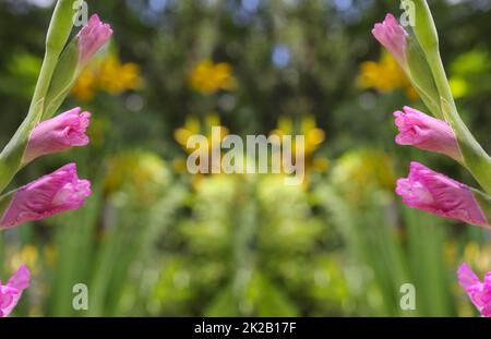 Violette Gladiolusblume mit verschwommenen gelben Blumen im Hintergrund Stockfoto