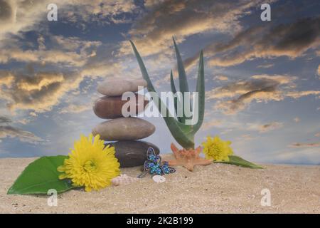 Aloe Vera Plant mit Blumen und Meeresmuscheln auf Sand Stockfoto