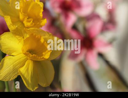 Gelbe Narzissen im Frühlingsgarten mit rosa Blüten im Hintergrund Stockfoto