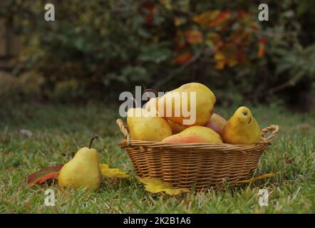 Birnen im Weidenkorb im Freien im Herbst Stockfoto