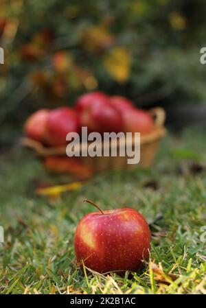 Korb mit roten Äpfeln im Freien im Herbst Stockfoto