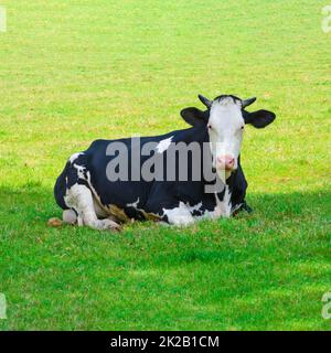 Die Kuh lag auf grünem Gras. Rinder auf einem Feld Stockfoto