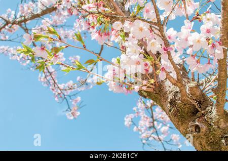 Kirschblüte in Miyajima, Japan. Blühende Sakura Stockfoto