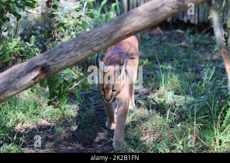 Karakal in Südafrika Stockfoto