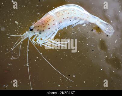 Nahaufnahme eines Amano-Shrimps in einem Aquarium. Stockfoto