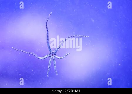 Ein Schlangensternfisch mit seinen sechs Tentakeln auf der Scheibe eines Meeres-Aquariums. Stockfoto