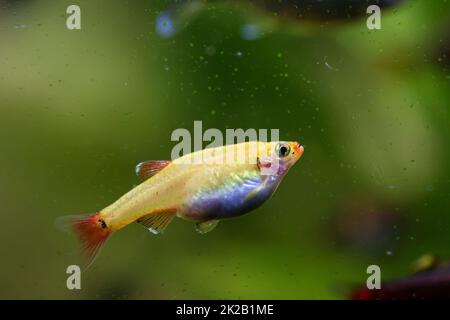 Porträt, Nahaufnahme eines tetra, Barb oder Danio in einem Aquarium. Stockfoto