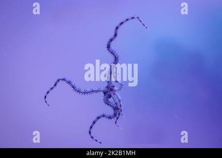 Ein Schlangensternfisch mit seinen sechs Tentakeln auf der Scheibe eines Meeres-Aquariums. Stockfoto