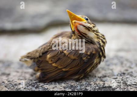 Nahaufnahme einer jungen jungen Singdrossel, Babysongdrossel. Stockfoto