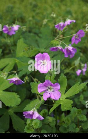 Nahaufnahme von Wildgeraniumblumen. Stockfoto