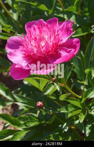 Nahaufnahme der Madame Schmetterlingsblume Stockfoto