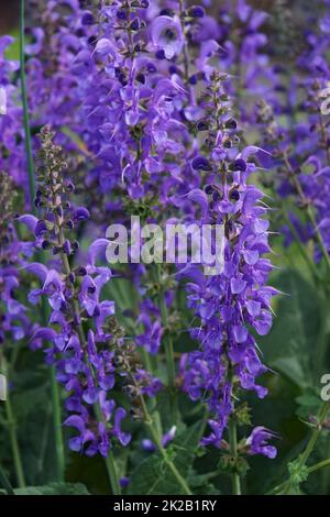 Nahaufnahme von Meadow Clary Flowers Stockfoto