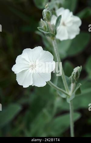 Nahaufnahme der rosenblumen. Stockfoto