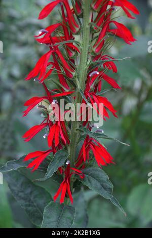 Nahaufnahme der Kardinalblume. Stockfoto