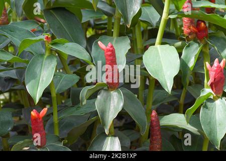 Nahaufnahme von Ingwerpflanzen mit rotem Knopf Stockfoto