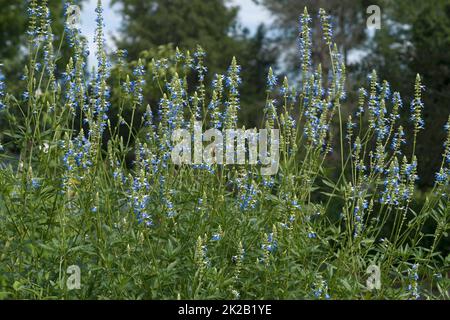 Bild von blühenden Bog-Salbei-Pflanzen Stockfoto