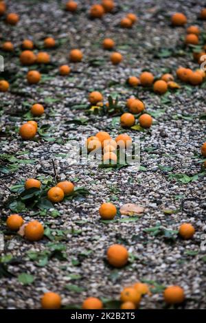 Reife Mandarinenorangen liegen auf dem Boden Stockfoto