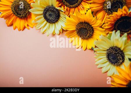 Ein Haufen gelb-orange Limettensonnenblumen auf braunem Hintergrund. Gruppe von Herbstblüten im Sommer. Platz Stockfoto