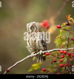 Eurasian scops Owl (Otus scops scops) - kleine Eule auf einem Ast im herbstlichen Wald Stockfoto