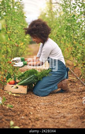 Sie macht sich einen praktischen Ansatz zum Anbau von Tomaten. In voller Länge eine attraktive junge Bäuerin, die frische Produkte aus ihren Ernten erntet. Stockfoto