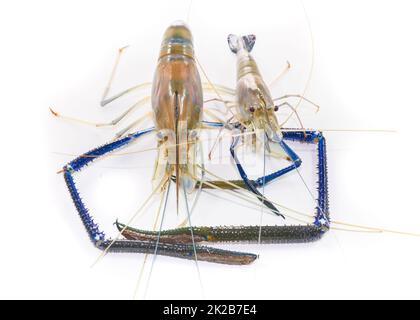 Riesige Süßwassergarnelen auf Weiß Stockfoto