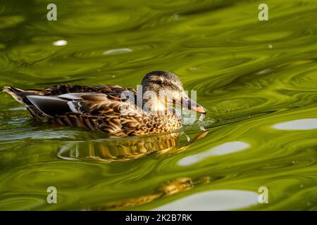 ruhenden Ente Stockfoto