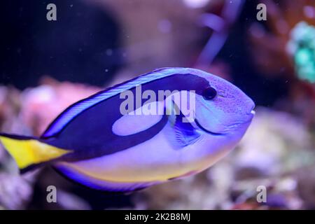 Ein Palettenarzt fischt in einem Salzwasseraquarium. Stockfoto