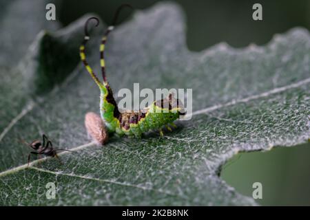 Eine gut getarnte grüne Raupe mit zwei Schwänzen auf einem Blatt. Stockfoto