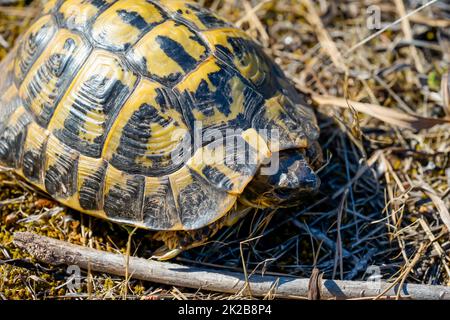 Foto einer griechischen Schildkröte in freier Wildbahn. Stockfoto