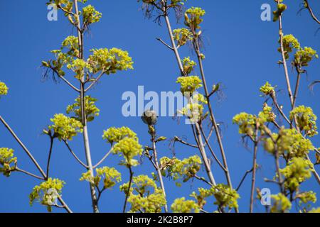 Ein RotStart sitzt oben auf einem Baum. Stockfoto