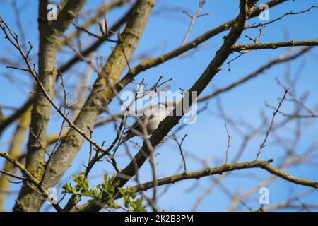 Eine schwarze Kappe, Sylvia Atricapilla auf einem Ast. Stockfoto