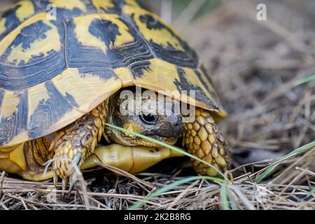 Photograph of a Greek tortoise in the wild. Stock Photo