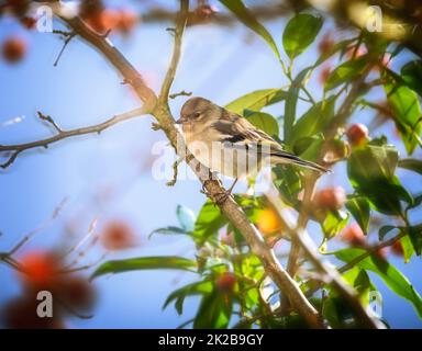 Weiblicher Spießvogel, der in einem Apfelbaum sitzt Stockfoto