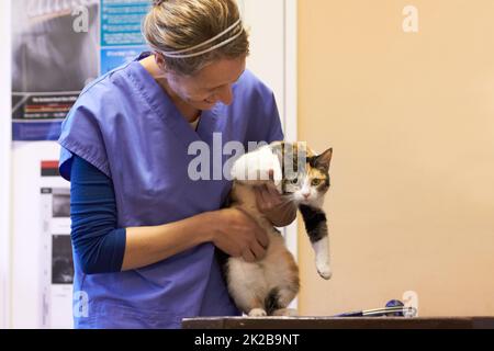 Ich möchte nicht hier sein. Aufnahme einer Katze, die von einem Tierarzt untersucht wird. Stockfoto