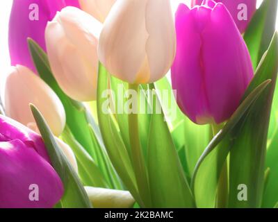 Tulpen - Schönheiten des Frühlings. Tulpen im Frühling. Stockfoto