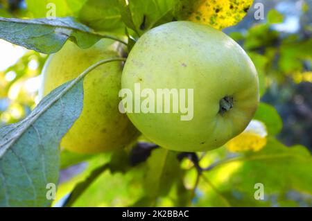 Frische Äpfel in natürlicher Umgebung. Frische Äpfel in natürlicher Umgebung. Stockfoto