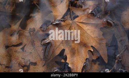 Herbst Herbst lässt Wasser Regen Hintergrund, Herbst Blätter unter Wasser mit Wellen Stockfoto