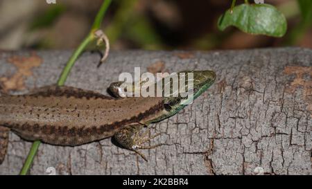 Phoenicolacerta laevis, die Libanoneidechse, ist eine Art von Eidechsen aus der Familie Lacertidae. Es wird in Israel, im Libanon gefunden Stockfoto