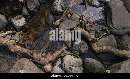 Kleiner klarer Bach, der neben braunen Steinen und braunen Wurzeln und Ästen läuft. Äste, Felsen und Steine. Stockfoto