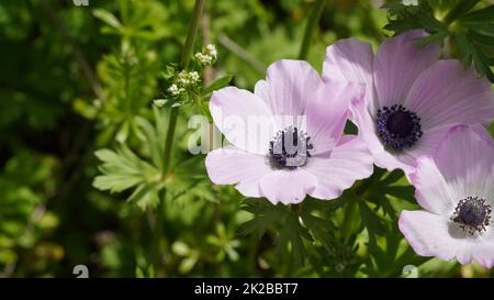 Lila-weiße Anemonen im Frühling. Im Februar blüht eine Krone oder eine Mohnanemone in einem Stadtpark. Frühlingsblumen in Israel (Anemone coronaria, Calanit). Stockfoto