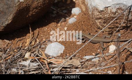 Phoenicolacerta laevis, die Libanoneidechse, ist eine Art von Eidechsen aus der Familie Lacertidae. Es wird in Israel, im Libanon gefunden Stockfoto