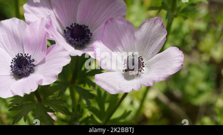 Lila-weiße Anemonen im Frühling. Im Februar blüht eine Krone oder eine Mohnanemone in einem Stadtpark. Frühlingsblumen in Israel (Anemone coronaria, Calanit). Stockfoto