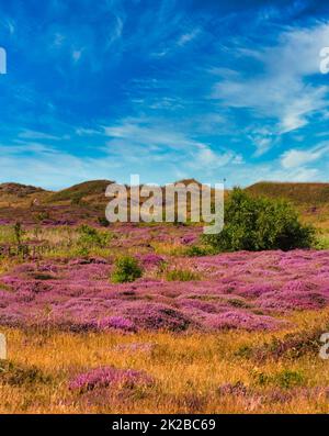 Texel Insel - Pflanzen an der Düne mit blauem Himmel Und Wolken Stockfoto