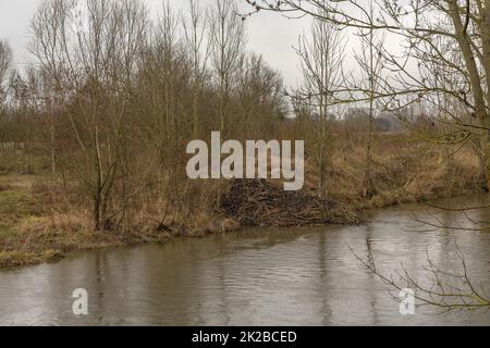 Großer Damm des eurasischen Bibers am Nidda-Fluss, Frankfurt, Deutschland Stockfoto