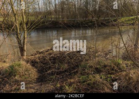 Großer Damm des eurasischen Bibers am Nidda-Fluss, Frankfurt, Deutschland Stockfoto